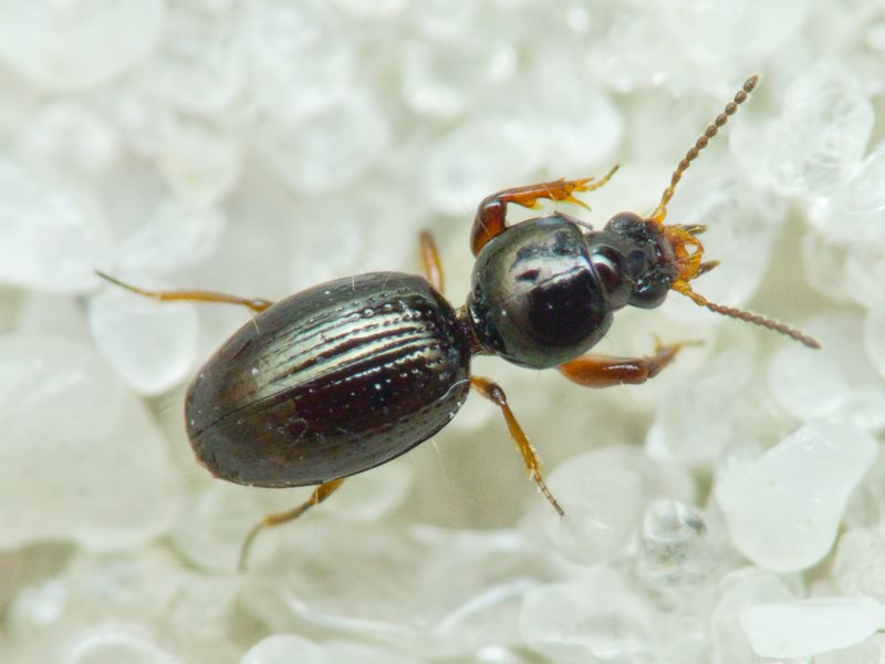 Dyschirius Bonelli, 1810